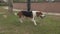Beagle dog hunting at garden