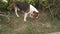 Beagle dog hunting at garden