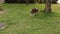 Beagle dog hunting slow motion