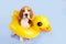 A beagle dog in an inflatable floating circle in the shape of a duckling