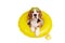A beagle dog in an inflatable floating circle on a white isolated background.