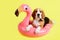 A beagle dog on an Inflatable pink flamingo on a yellow background.