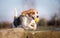 Beagle dog jumping with ball