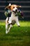 Beagle dog jumping and running with a toy towards the camera