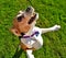 Beagle dog jumping up