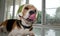 Beagle dog licking his lips