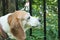 Beagle dog licks blade of grass through black fence