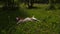Beagle dog lie in grass