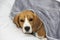 Beagle dog lies covered with a blanket and falls asleep. Tired or sick dog under blankets in bed