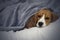 Beagle dog lies covered with a blanket and falls asleep. Tired or sick dog under blankets in bed