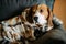 Beagle dog lies on a sofa and rests