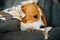 Beagle dog lies on a sofa and rests