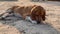 Beagle dog lies in the yard. Purebred dog sniffing the ground.