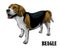 The beagle dog is looking above eps 10