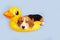 A beagle dog is lying on an inflatable floating circle