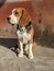 The Beagle dog is a much loved in tri colors