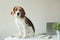 Beagle dog at office table with laptop