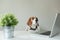 Beagle dog at office table with laptop