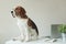 Beagle dog at office table with laptop