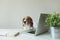 Beagle dog at office table with laptop