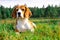 Beagle dog outdoors