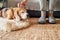 Beagle dog owner caress stroking his pet lying on the natural stroking dog on the floor and enjoying the warm home atmosphere