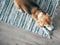 Beagle dog peacefully sleeping on striped mat on laminate floor. Pets in cozy home top view image