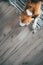 Beagle dog peacefully sleeping on striped mat on laminate floor. Pets in cozy home top view image