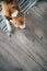 Beagle dog peacefully sleeping on striped mat on laminate floor. Pets in cozy home top view image