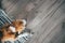 Beagle dog peacefully sleeping on striped mat on laminate floor. Pets in cozy home top view image