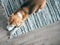 Beagle dog peacefully sleeping on striped mat on laminate floor. Pets in cozy home top view image