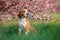 Beagle dog in pink blossom