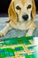A beagle, dog, is playing scrabble with german words