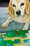 A beagle, dog, is playing scrabble with german words