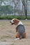 Beagle dog playing seating in Park