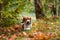 Beagle Dog Playing with Tree Banch. Autumn Leaves in Background.