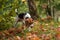 Beagle Dog Playing with Tree Banch. Autumn Leaves in Background.