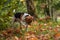 Beagle Dog Playing with Tree Banch. Autumn Leaves in Background.