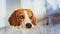 Beagle dog portrait on a couch