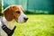 Beagle dog portrait on a grass in park garden outdoors