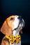 Beagle dog portrait shot, photography in pet photo studio