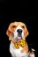 Beagle dog portrait shot, photography in pet photo studio