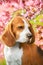 Beagle dog portrait in  spring blossom tree