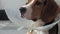 Beagle dog in a protective collar, sick