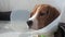 Beagle dog in a protective collar, sick