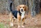 Beagle Dog Pup