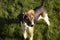 Beagle dog puppy Banner