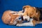 Beagle dog and red sphynx cat play and fight