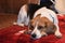 Beagle dog relaxing on stool calm and relaxed