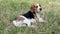 Beagle dog is resting on the grass